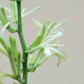 Fotografia da espécie Dracaena trifasciata