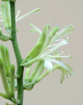 Fotografia 4 da espécie Dracaena trifasciata no Jardim Botânico UTAD