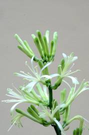 Fotografia da espécie Dracaena trifasciata