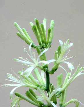 Fotografia 5 da espécie Dracaena trifasciata no Jardim Botânico UTAD