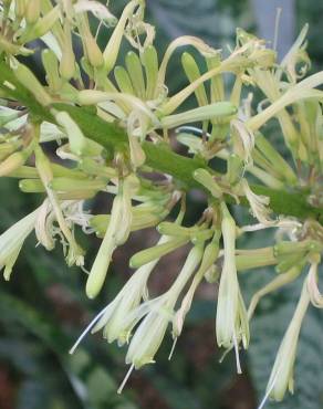 Fotografia 6 da espécie Dracaena trifasciata no Jardim Botânico UTAD