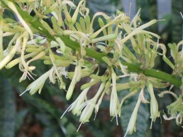 Fotografia da espécie Dracaena trifasciata