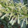 Fotografia 6 da espécie Dracaena trifasciata do Jardim Botânico UTAD