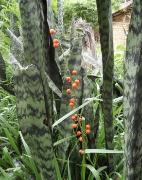 Fotografia 7 da espécie Dracaena trifasciata no Jardim Botânico UTAD