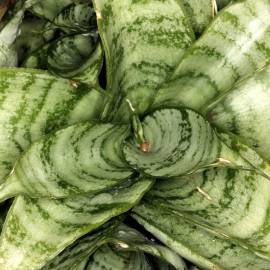Fotografia da espécie Dracaena trifasciata