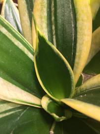 Fotografia da espécie Dracaena trifasciata