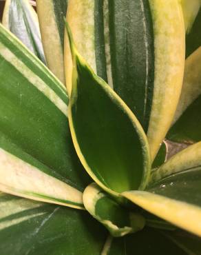 Fotografia 9 da espécie Dracaena trifasciata no Jardim Botânico UTAD