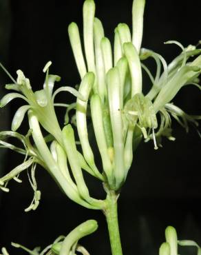 Fotografia 10 da espécie Dracaena trifasciata no Jardim Botânico UTAD