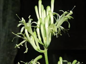 Fotografia da espécie Dracaena trifasciata