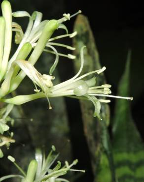 Fotografia 11 da espécie Dracaena trifasciata no Jardim Botânico UTAD