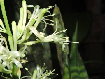 Fotografia da espécie Dracaena trifasciata