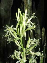 Fotografia da espécie Dracaena trifasciata