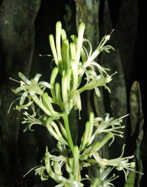 Fotografia 12 da espécie Dracaena trifasciata no Jardim Botânico UTAD