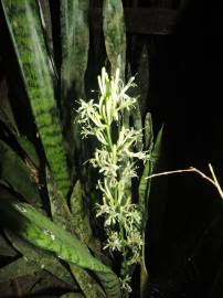 Fotografia da espécie Dracaena trifasciata