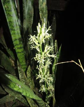 Fotografia 13 da espécie Dracaena trifasciata no Jardim Botânico UTAD