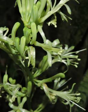 Fotografia 14 da espécie Dracaena trifasciata no Jardim Botânico UTAD