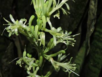 Fotografia da espécie Dracaena trifasciata