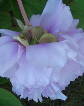 Fotografia 17 da espécie Paeonia × suffruticosa no Jardim Botânico UTAD