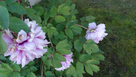 Fotografia da espécie Paeonia × suffruticosa