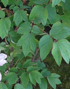 Fotografia 21 da espécie Paeonia × suffruticosa no Jardim Botânico UTAD