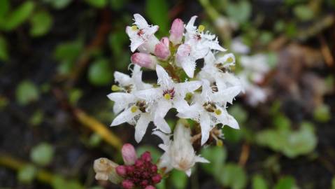 Fotografia da espécie Menyanthes trifoliata