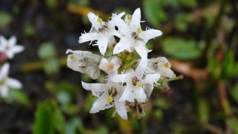 Fotografia da espécie Menyanthes trifoliata