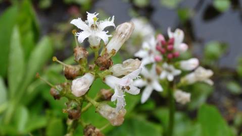 Fotografia da espécie Menyanthes trifoliata