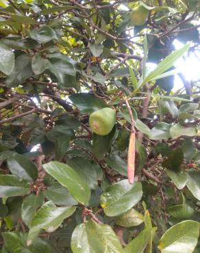 Fotografia 15 da espécie Ficus pumila no Jardim Botânico UTAD