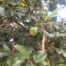 Fotografia 15 da espécie Ficus pumila do Jardim Botânico UTAD