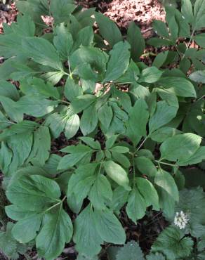 Fotografia 9 da espécie Paeonia officinalis subesp. microcarpa no Jardim Botânico UTAD