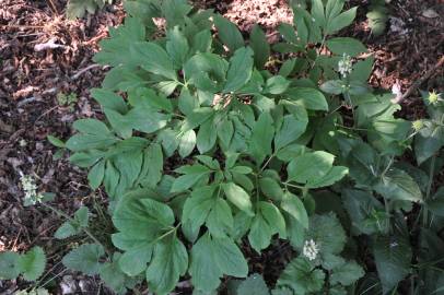 Fotografia da espécie Paeonia officinalis subesp. microcarpa