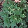 Fotografia 9 da espécie Paeonia officinalis subesp. microcarpa do Jardim Botânico UTAD