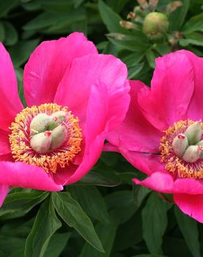 Fotografia 10 da espécie Paeonia officinalis subesp. microcarpa no Jardim Botânico UTAD