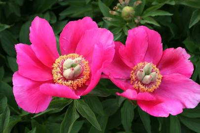 Fotografia da espécie Paeonia officinalis subesp. microcarpa