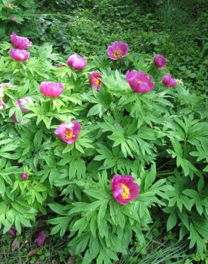 Fotografia 11 da espécie Paeonia officinalis subesp. microcarpa no Jardim Botânico UTAD