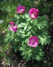 Fotografia da espécie Paeonia officinalis