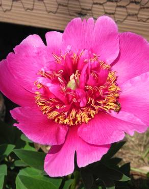 Fotografia 12 da espécie Paeonia officinalis subesp. microcarpa no Jardim Botânico UTAD