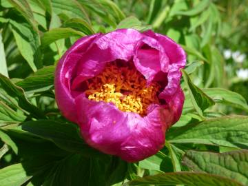 Fotografia da espécie Paeonia officinalis subesp. microcarpa