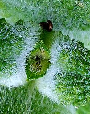 Fotografia 36 da espécie Mentha suaveolens no Jardim Botânico UTAD