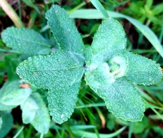 Fotografia da espécie Mentha suaveolens