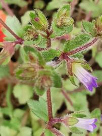 Fotografia da espécie Campanula erinus