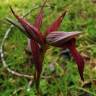 Fotografia 16 da espécie Serapias lingua do Jardim Botânico UTAD