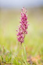 Fotografia da espécie Anacamptis coriophora