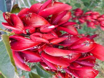 Fotografia da espécie Erythrina crista-galli