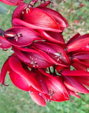 Fotografia 3 da espécie Erythrina crista-galli no Jardim Botânico UTAD