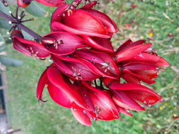 Fotografia da espécie Erythrina crista-galli