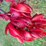 Fotografia 3 da espécie Erythrina crista-galli do Jardim Botânico UTAD