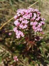 Fotografia da espécie Centranthus calcitrapae subesp. calcitrapae