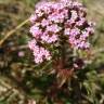 Fotografia 5 da espécie Centranthus calcitrapae subesp. calcitrapae do Jardim Botânico UTAD