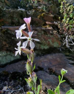 Fotografia 19 da espécie Silene gallica no Jardim Botânico UTAD